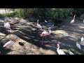 Animal Kingdom Flamingos 2017