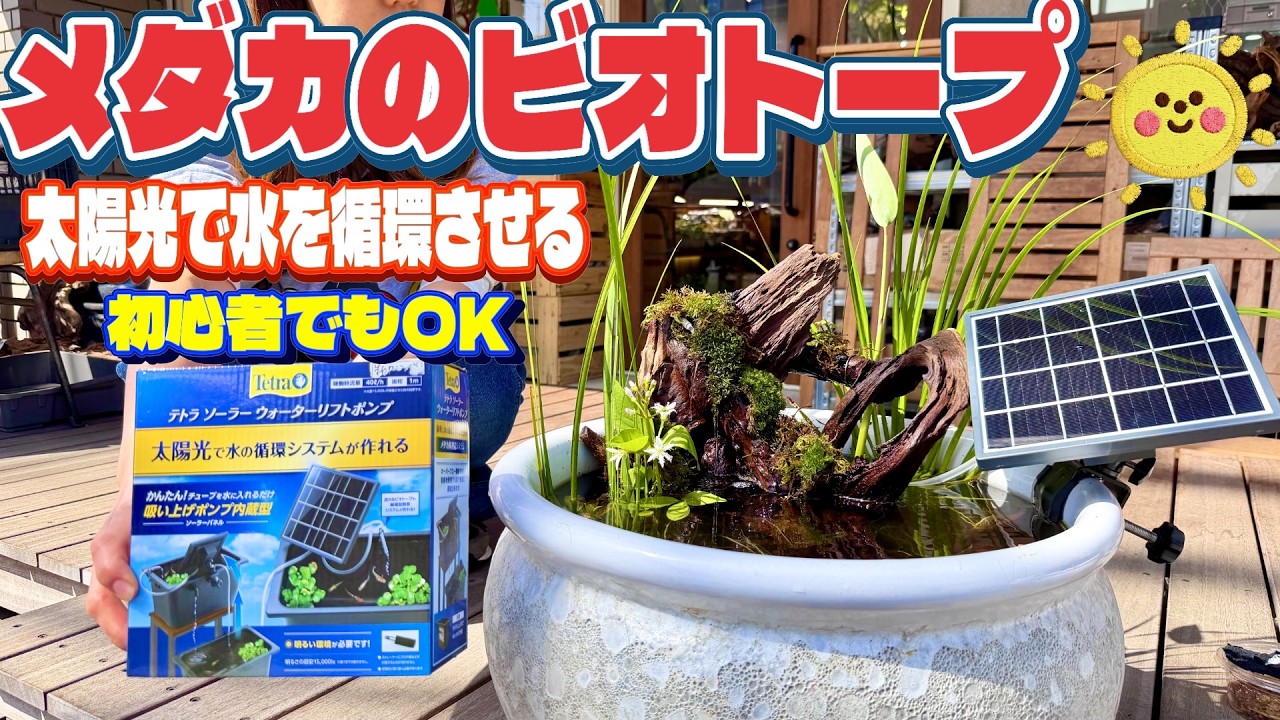 【メダカ】電気代ゼロで水を循環させるめだかのビオトープ（睡蓮鉢でお洒落に滝の流れるビオトープを作ってみませんか？）