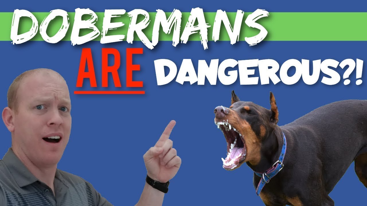 Dangerdoberman