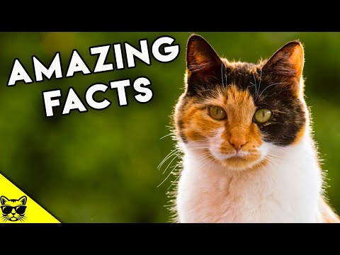 Amazing Facts About Calico Cats and Tortoiseshell Cats