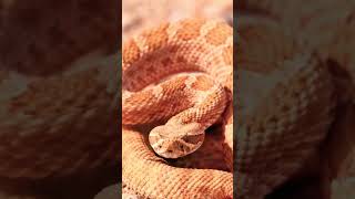 Download lagu Don't Tread On Me 🇺🇸✌️ mp3