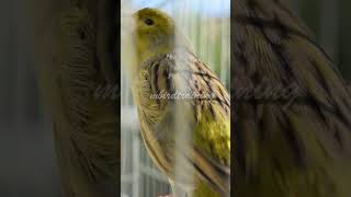 Download lagu Mr.Five - canary song #timbrado mp3