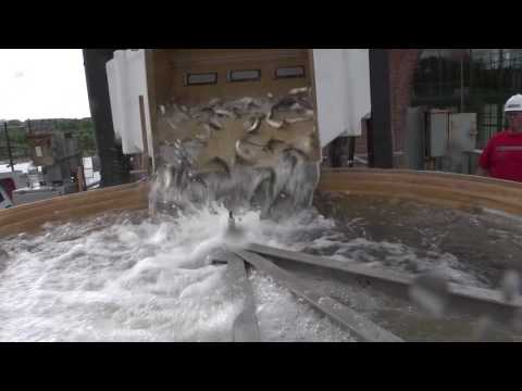 Amoskeag Fish Elevator