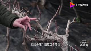 葡萄萌芽期萌芽不一致怎么办？小阳告诉你解决方法，简单方便