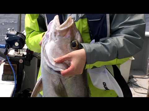 #031 Pastelería nacida de la pesca