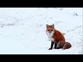 𝔊. ⓦ .𝔎 - Rasputina - The Fox in the Snow