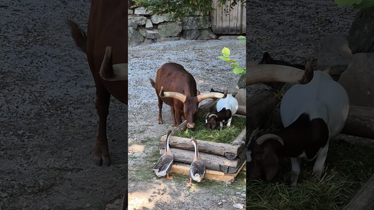 YouTube Short thumbnail