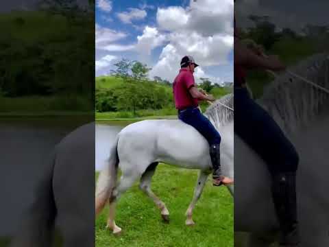 Haras Cálamo. #horses #cavalo #agro #animal #animals #shots #shot #shotsvideo #reels #goiás