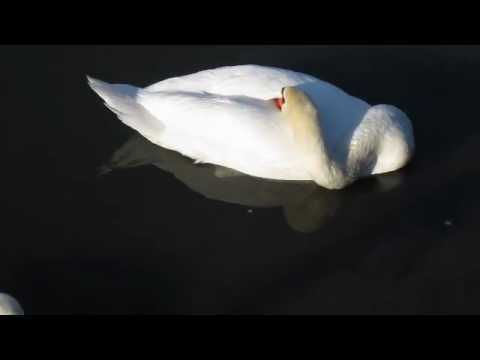 schlafender Schwan an der Nidda