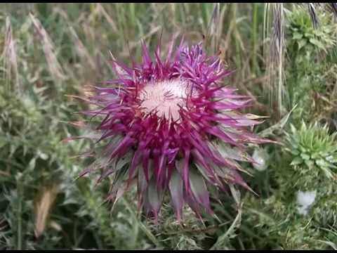 Imagini Splendide din Zona Insula Mică a Brăilei (Gura Gârluţei - Giurgeni - Vadu Oii)