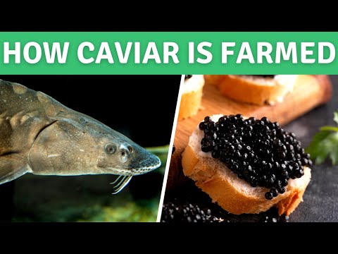 How Sturgeon Caviar is Farmed - White Sturgeon Fish Farming at Sterling Caviar