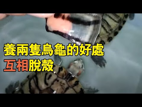 養兩隻烏龜
