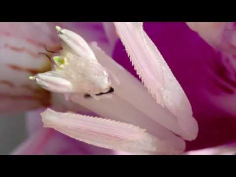 Orchid Mantis Catching Prey