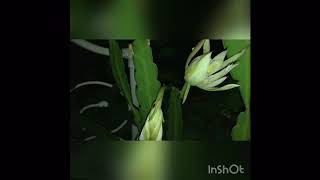 Night Blooming Queen Cirrus Cereus cacti plant blooms