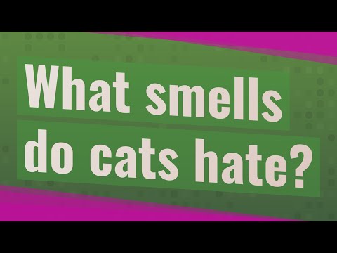 What smells do cats hate?