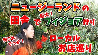 【海外生活】ニュージーランドの田舎で超巨大フィジョア狩り、ローカルお店巡り