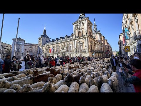 After the Corona break: Thousands of sheep roam through Madrid again
