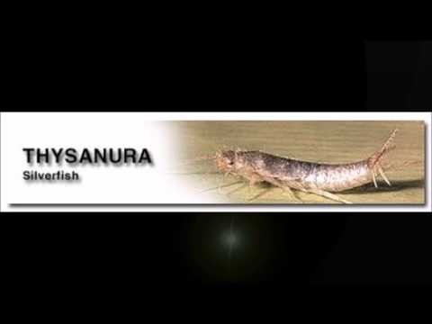 download lagu mp3 mp4 Thysanura, download lagu Thysanura gratis, unduh video klip Thysanura