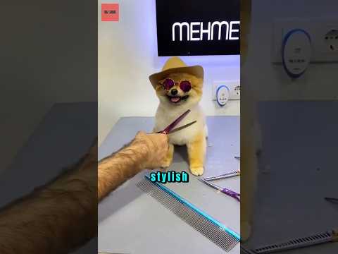 Si Anjing Mau Datang ke Pesta! Transformasi Grooming Bikin Auto Ganteng & Stylish 🐶✨