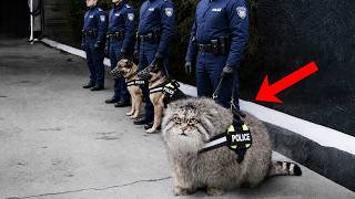 Funniest Animals and Police Moments Caught on Camera!