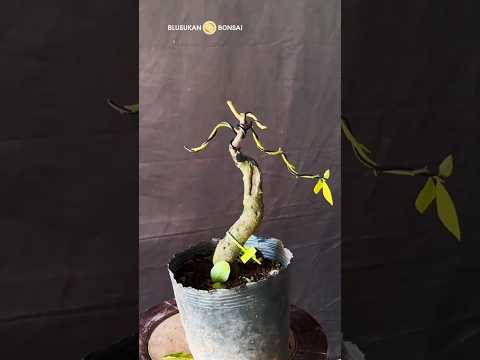 Pruning and directing golden bullet bonsai material #bonsai #bonsaitree #caraperawatanbonsai