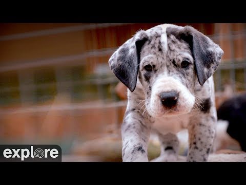 YouTube video about: Can great danes be service dogs?