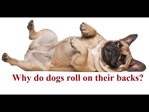 YouTube video about: Why does my dog roll on his treats?