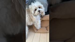 クッションが好きすぎておかしい犬