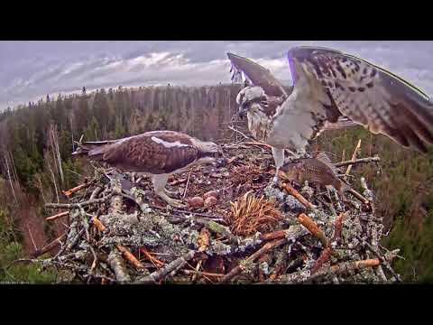 Kalakotkas2 - A gift for the lady 2021-05-06