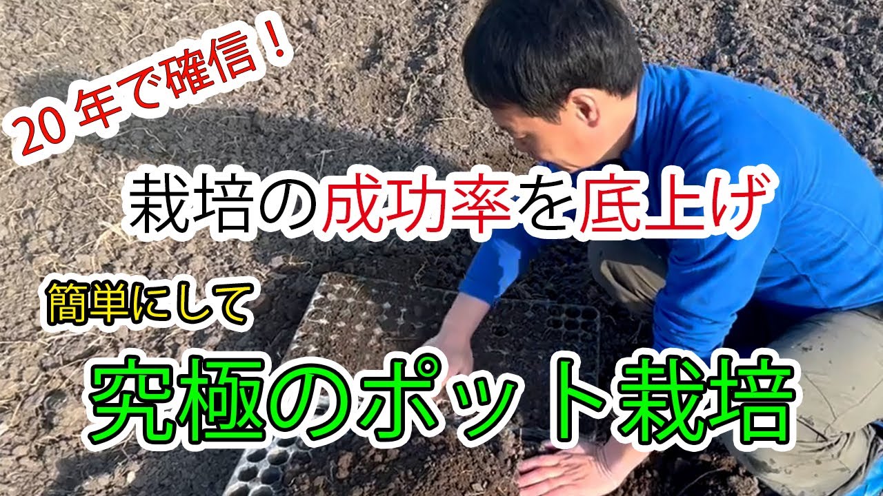 自然栽培におけるポット育苗と直播きの使い分け|畑の土を使った苗作りの基本
