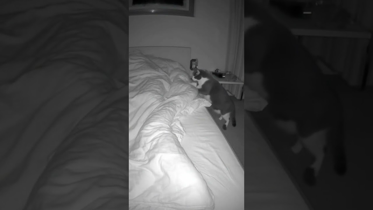 The cat thought it was his OWNER... It was a MIMIC. #Shorts #Cat #Mimic