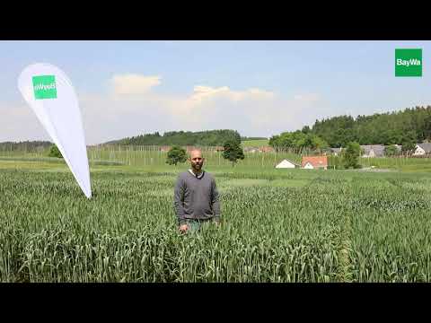 KWS Universum - Die Top-Sorte im Weizenanbau