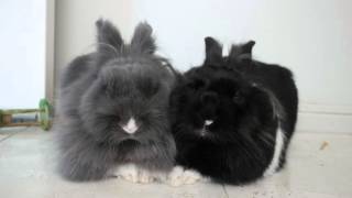 Bunny Sisters Dubbing Anime Durarara x2