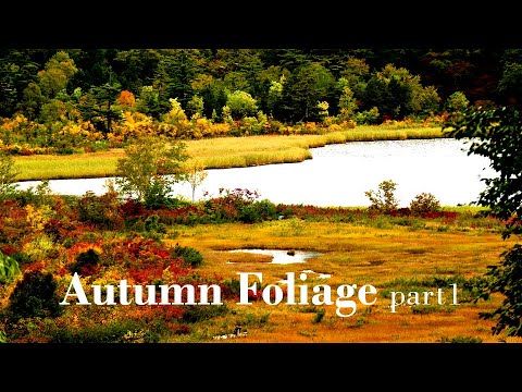 Autumn Foliage part1 | Visit KAZUNO & KOSAKA