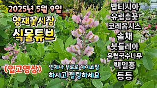 아직도 쌀쌀한 5월 비는 내리고 예쁜 식물들은 계속 입고 되네요~  시청 하시면서 힐링타임 되세요~  #양재…