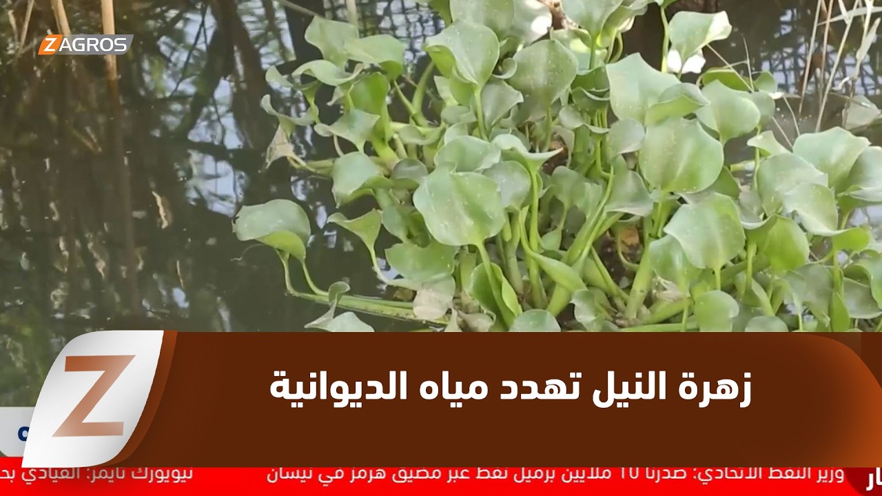 فيديو | #الديوانية.. تحذيرات من انتشار زهرة النيل ومطالبات بحماية مصادر المياه