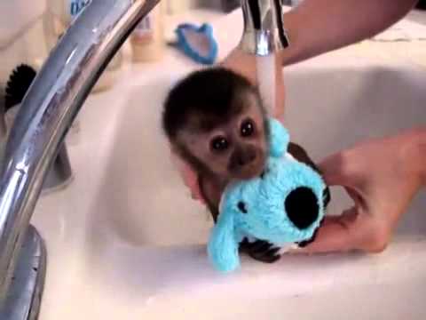 רגע של נחת: קופיף חמוד עושה מקלחת!