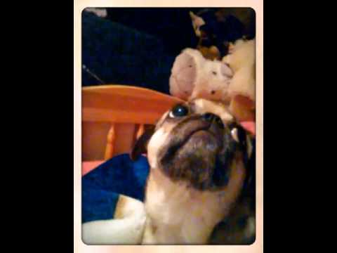 my pet's and me  (Created with Magisto)