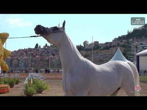 N 56 AIJANA OX   Mediterranean and Arab Countries AHC   Menton 2023   Mares 8+ Years Old Class 5