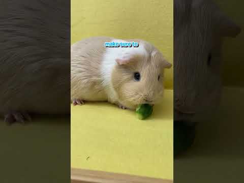 Cucumber - Guinea Pig Food Guide