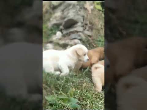 🐶🐶🐶🐶 #bindu #lovelypuppies #lovestatus #puppy #puppylife #viral #shortvideo