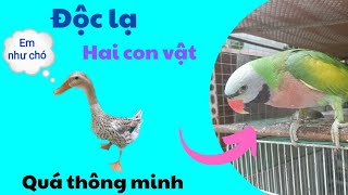 492🦜 July 17th, the pink-breasted parrot talks a lot and the duck understands human language.