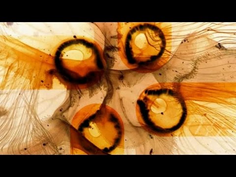 Tomtron & Liesegang - Industrial Temptation