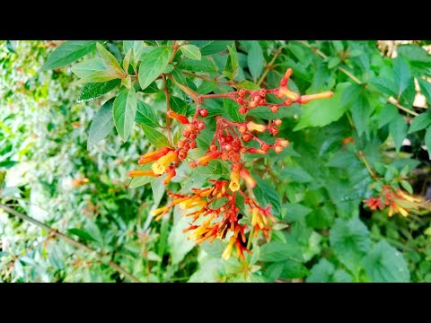 , title : 'Firebush Shrub | Hummingbird bush | Scarlet bush (Hamelia patens)