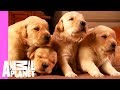 Growing Up Golden Golden Retriever Puppies Too Cute