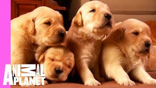 Growing Up Golden: Golden Retriever Puppies | Too Cute! by Animal Planet