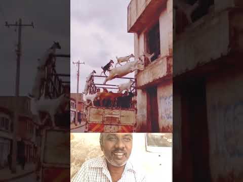 adkalku ulla arivu #Goats #AnimalVideo #AmazingAnimals #ViralShorts #YouTubeShorts #AnimalLovers