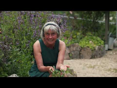 WEIßDORN: Der ANGSTLÖSER in unruhigen Zeiten (Ruth Pfennighaus)