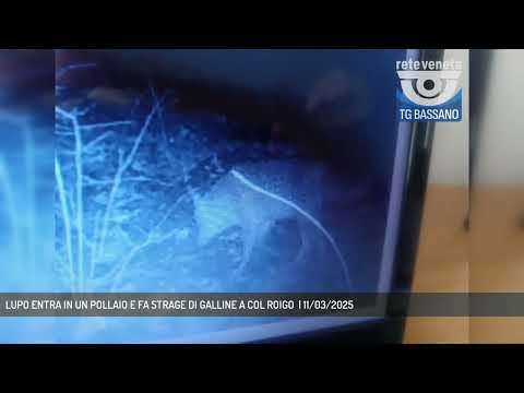 LUPO ENTRA IN UN POLLAIO E FA STRAGE DI GALLINE A COL ROIGO  | 11/03/2025