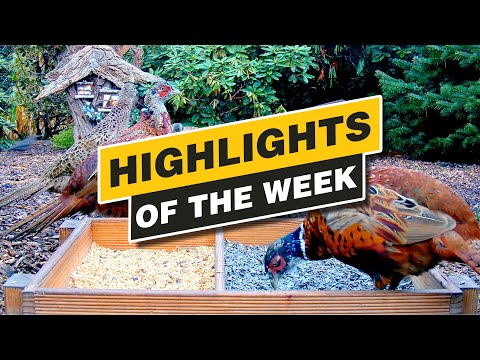 Highlights Of The Week - Recke, Germany - Week 41, Oct. 2021